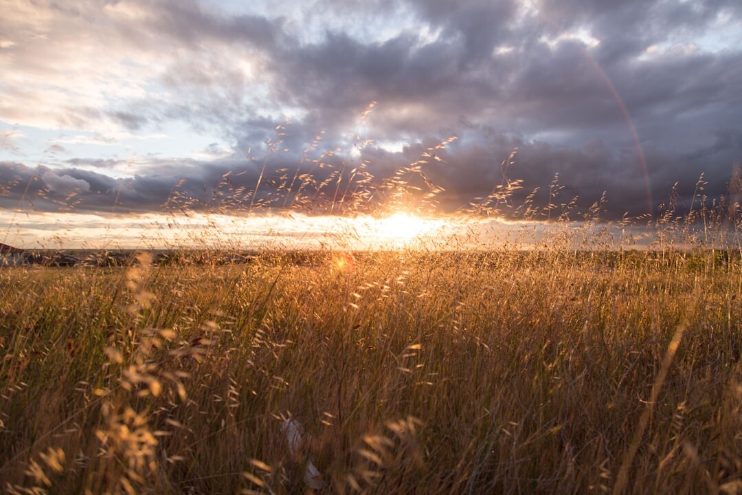 Golden rye field under a Danish sunset sky